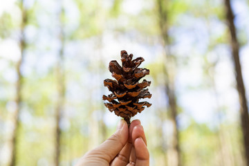 Close up of pinecone in a hand at forest with green nature background. 