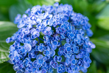 Deep blue and violet hydrangea taken at the way of  close up and soft in early June.