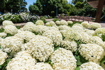 A lot of hydrangeas in the traditional park, Aichi , Japan