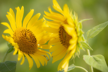 Two sunflowers are talking in a whisper.