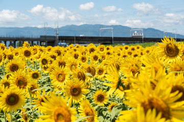 Field of full blooming sunflowers and blue sky. Japan