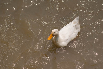 White duck in the farm.