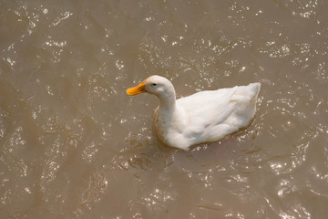 White duck in the farm.