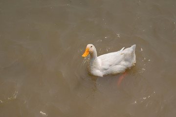 White duck in the farm.