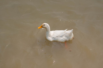 White duck in the farm.