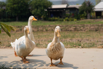 White duck in the farm.