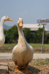 White duck in the farm.