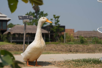 White duck in the farm.