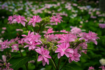 Fototapeta premium Hortensja Gaku
