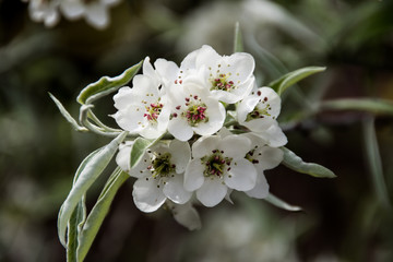 White Flowers in a garden on a spring day