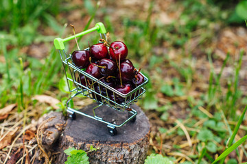 Mini shoppingcart full of fresh red ripe cherries on green background