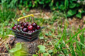 Mini shopping basket full of fresh red ripe cherries on green background