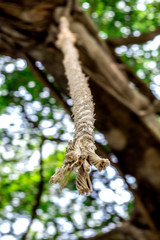 Rope tied on a tree