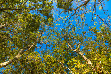 Copa de árvores e céu azul
