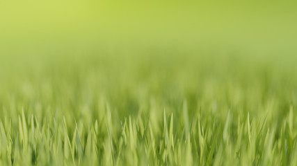 green grass field with depth blur background. 3d rendering.