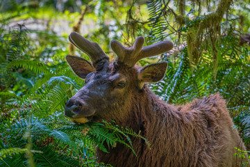 Fototapeta premium Elk In Rainforest