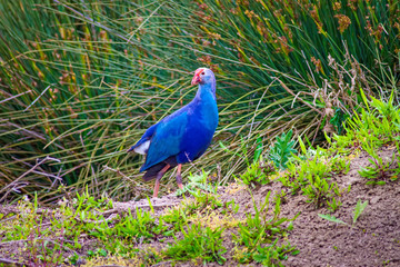 Blue bird. Purple Swamphen. Nature background.