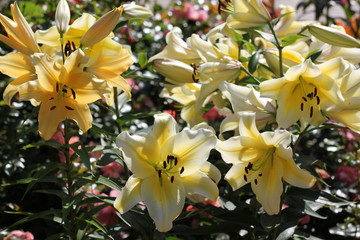 Lilies. The unusual coloring of elegant flowers fascinates. White and purple, colors of gold and morning dawn.