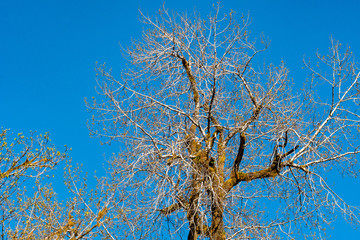 Tree Tops In Clearing