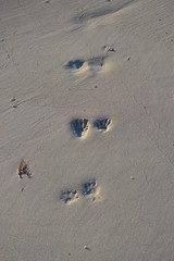 Raccoon footprints