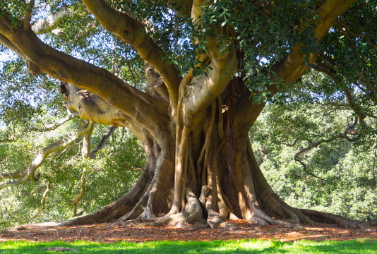 The big tree of Ficus obliqua, commonly known as the small-leaved fig, is a tree in the family Moraceae, native to eastern Australia at a botanical garden.