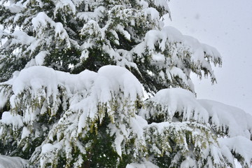 雪