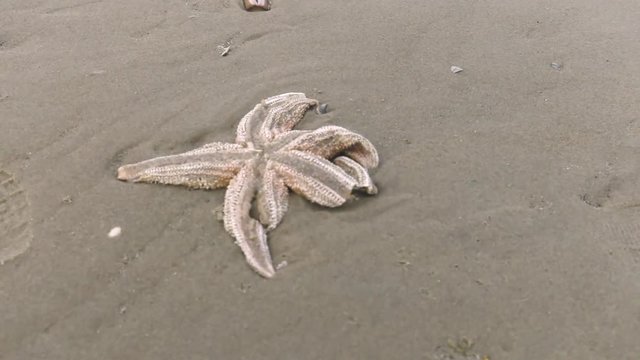 Serie Of Shots Windy Winter Holliday In The Netherlands On The Dutch Beach Island Terschelling. Dead Starfish On Beach