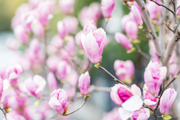 Blooming magnolia tree outdoor. Flowers pink color. Spring moments