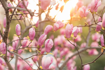 Blooming magnolia tree outdoor. Flowers pink color. Spring moments