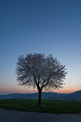 Fototapeta na wymiar Baum im Sonnenaufgang