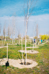 Community work day. People plant trees in public park