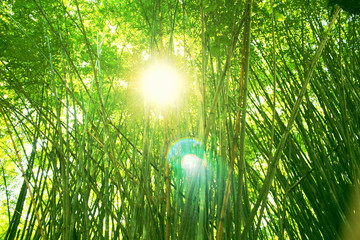 green bambu and sun