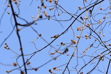 Chaffinch sitting on a tree in the spring forest