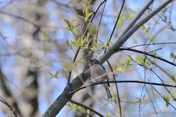 Chaffinch sitting on a tree in the spring forest