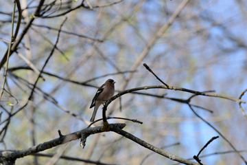 Obraz premium Chaffinch sitting on a tree in the spring forest