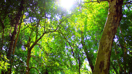 sun in the forest
