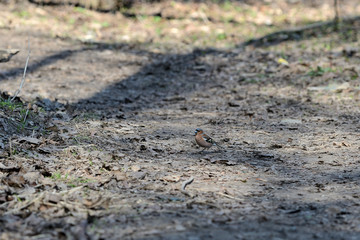 Chaffinch walking on the ground in the spring forest