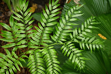 Leaves, tropical rainforest green wallpaper