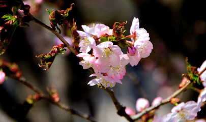 札幌の公園の蝦夷山桜の風景