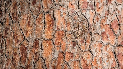 Close-up Pine-tree bark texture background, Arboretum in Sukhum, Abkhazia.