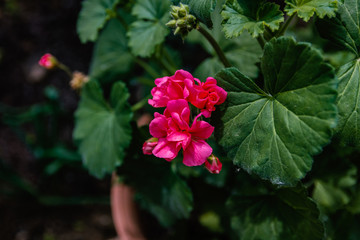 red flower in the garden