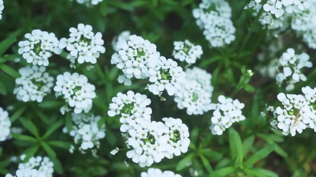 White candy tuft blooms swaying in a gentle breeze, blurred background, bokeh