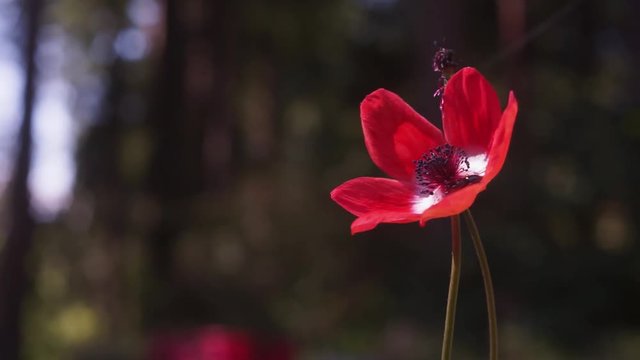 Red poppy bloom swaying in a gentle breeze, blurred background, bokeh