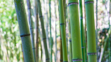 Bamboo forest background, Arboretum in Sukhum, Abkhazia.