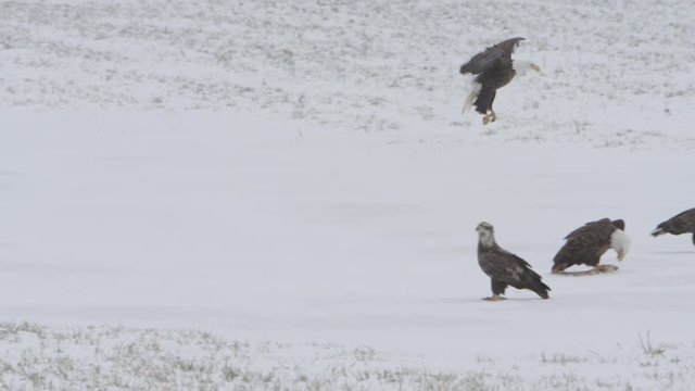 bald eagle lands among group hoping for food