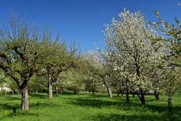 alte obstbäume in voller blüte auf einer streuobstwiese im frühling vor blauem himmel
