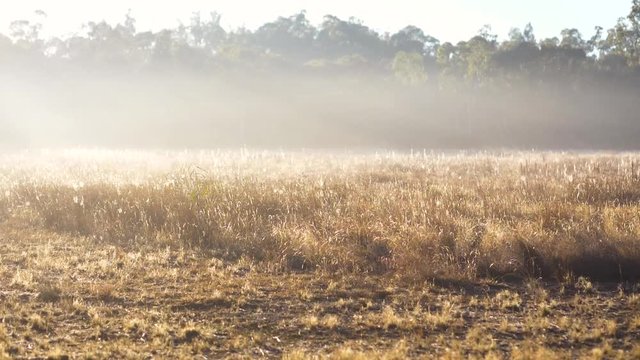 Misty morning across Australian farmland