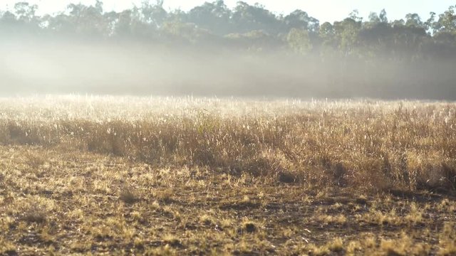 Misty morning across Australian farmland