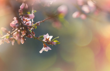 Blossom cherry