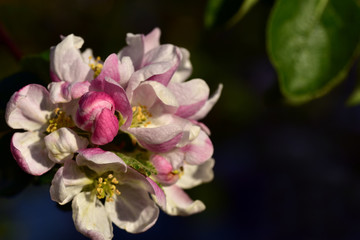 Obraz na płótnie Canvas nahaufnahme einer rosa apfelblüte mit pollen und blütenstempel im frühling